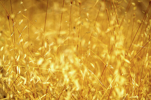 Summer colours of Lesvos. Illuminated golden Lesvos sunlight 1 by Urban Photo Lab Summer colours of Lesvos. Illuminated golden Lesvos sunlight 1 by Urban Photo Lab