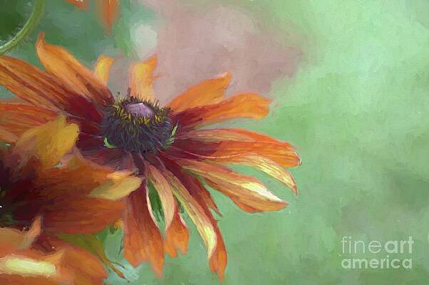 Impression of a Daisy by Diana Mary Sharpton Impression of a Daisy by Diana Mary Sharpton