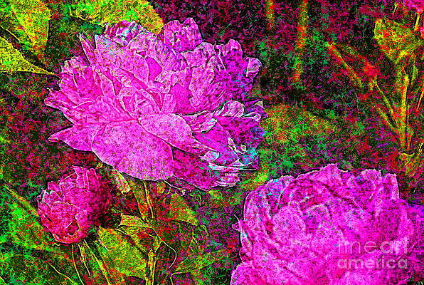 Impressions of Pink Peonies by Sea Change Vibes Impressions of Pink Peonies by Sea Change Vibes