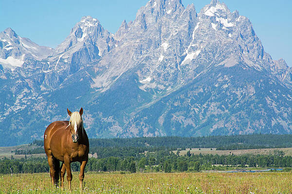 In Front of the Tetons by Bruce Gourley In Front of the Tetons by Bruce Gourley