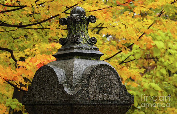 In Honor of Fall by Rachel Cohen In Honor of Fall by Rachel Cohen