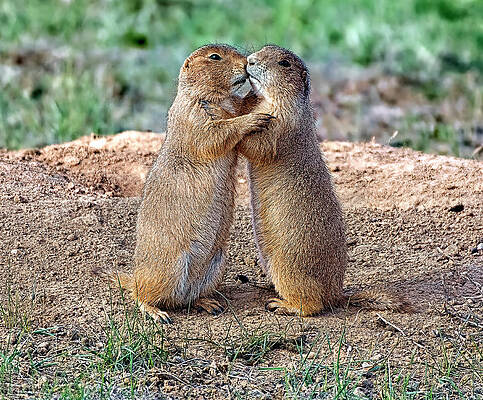In Love by A Hint of Color Photography In Love by A Hint of Color Photography