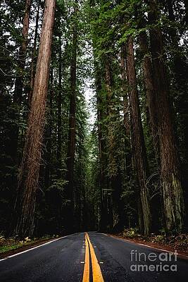 In The Beginning Wanderlust Forest Road by Julie Gray