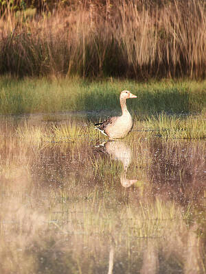 Morning Mirroring by Jaroslav Buna Morning Mirroring by Jaroslav Buna
