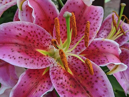 In Your Face Pink by Clarence Mow