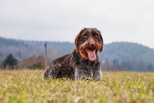 Wall Art - Photograph - Incredible love bohemian wire sitting and relaxing in grass of meadow. Wirehaired puppy is relaxing with tongue out and happy animal face in field. Bohemian pointer enjoy a clean air by Vaclav Sonnek