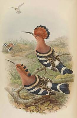 Wall Art - Painting - Indian Hoopoe by Lorena Cassady