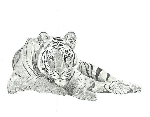 Juan Varela | Indian tiger (2008) | MutualArt
