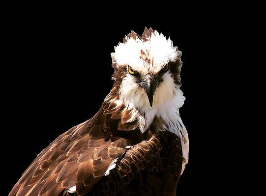 Wall Art - Digital Art - Interview with an Osprey by David Walker