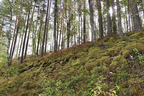 Into the woods by Maria Jansson Into the woods by Maria Jansson