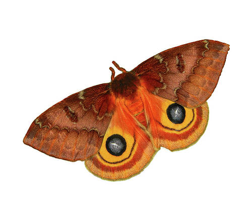 IO Moth on White Background by David and Carol Kelly IO Moth on White Background by David and Carol Kelly