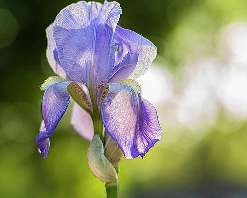 Iris 1 by Pamela Taylor Iris 1 by Pamela Taylor