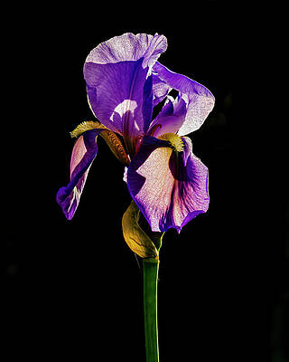 Iris 2 by Pamela Taylor Iris 2 by Pamela Taylor