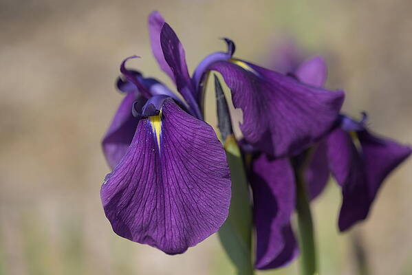 Iris Ensata Spontanea by Jenny Rainbow Iris Ensata Spontanea by Jenny Rainbow