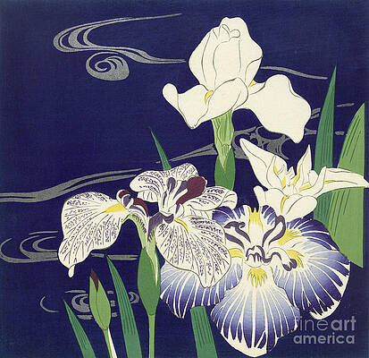 IRISES, c1895 by Kogyo Tshukioka IRISES, c1895 by Kogyo Tshukioka