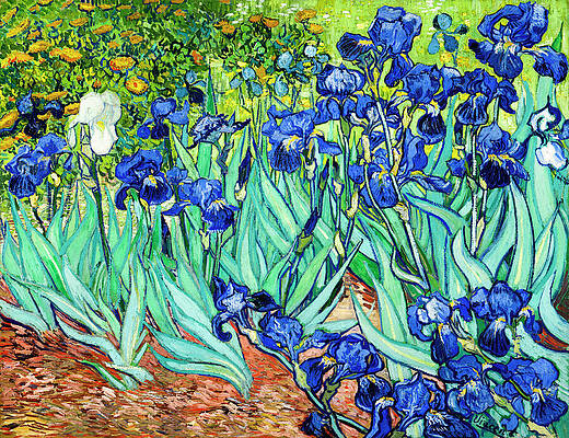 Wall Art - Painting - Irises 1889 by Vincent van Gogh by Vincent van Gogh