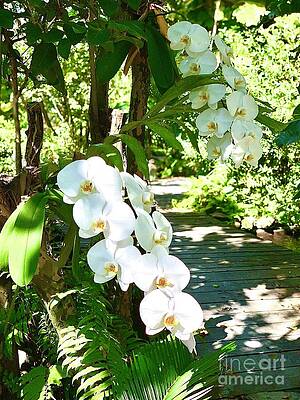 Island orchids by Carey Chen Island orchids by Carey Chen
