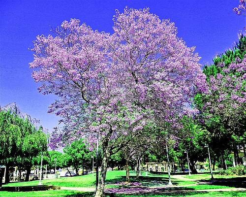 Jacaranda June by Andrew Lawrence Jacaranda June by Andrew Lawrence
