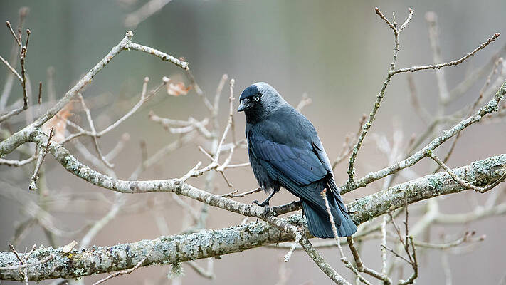 Jackdaw perching on an oak branch by Torbjorn Swenelius Jackdaw perching on an oak branch by Torbjorn Swenelius