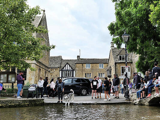 Japanese Akita dog in the river Windrush Bourton-on-the-Water by Santosh Puthran Japanese Akita dog in the river Windrush Bourton-on-the-Water by Santosh Puthran