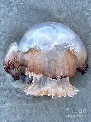 Jelly 2 by Julianne Felton Jelly 2 by Julianne Felton