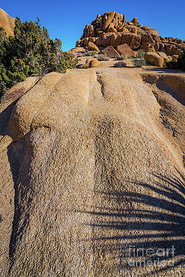 Wall Art - Photograph -  Joshua Tree 3 - Twentynine Palms - California by Gary Whitton
