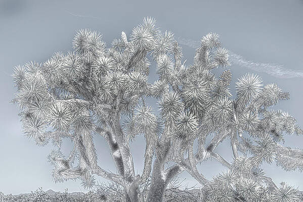 Joshua Tree by Kathy Paynter Joshua Tree by Kathy Paynter