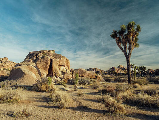Joshua Tree, Yucca tree by VM
