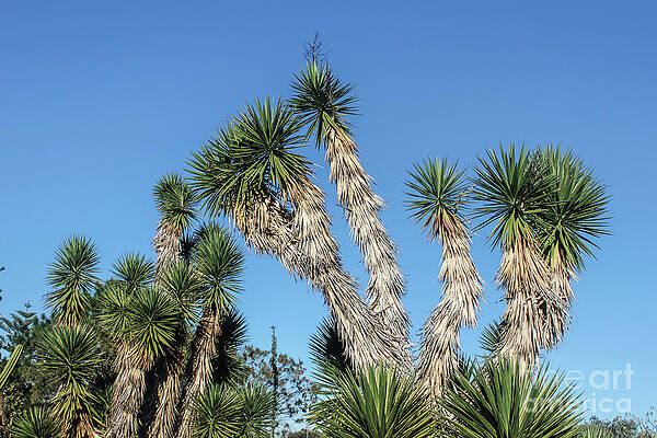 Joshua Trees against the Sky by Susan Vineyard Joshua Trees against the Sky by Susan Vineyard