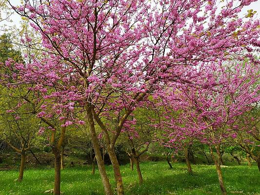 Judas Trees in Springtime by Esther Newman-Cohen Judas Trees in Springtime by Esther Newman-Cohen