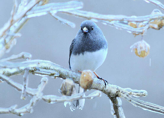 Junco After The Ice Storm by Laurie Minor Junco After The Ice Storm by Laurie Minor