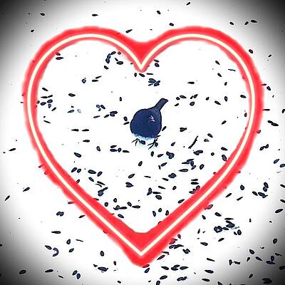 Wall Art - Digital Art - Junco with Tasty Sunflower Seeds by Roger Swezey