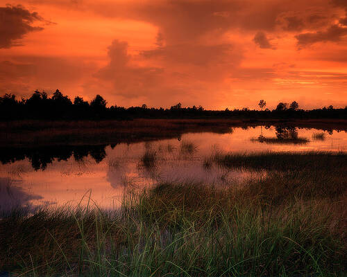 Jupiter Marsh by Rudy Umans Jupiter Marsh by Rudy Umans