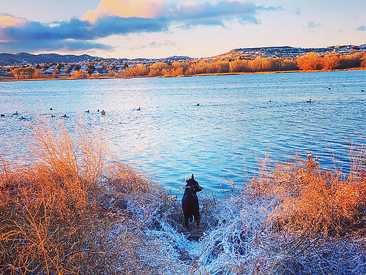 Just a dog at the lake by Rick Reesman Just a dog at the lake by Rick Reesman