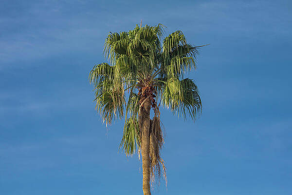 Just Another Florida Palm Tree by Robert Wilder Jr Just Another Florida Palm Tree by Robert Wilder Jr