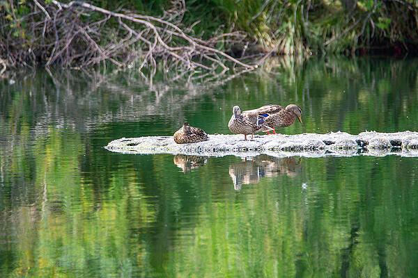 Just Ducky by Nathan McDaniel Just Ducky by Nathan McDaniel
