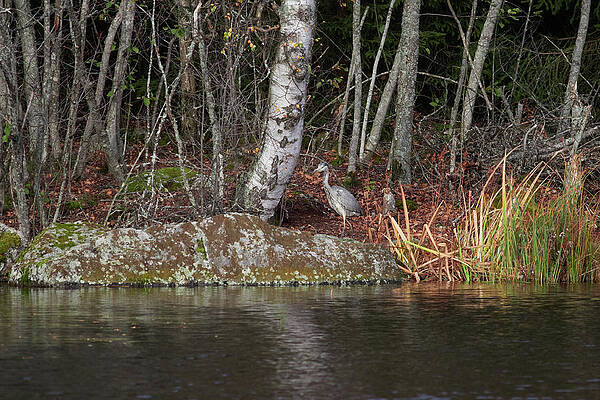 Just having a short walk. Grey heron by Jouko Lehto Just having a short walk. Grey heron by Jouko Lehto