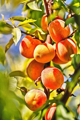 Just Peachy by Harry Warrick Just Peachy by Harry Warrick