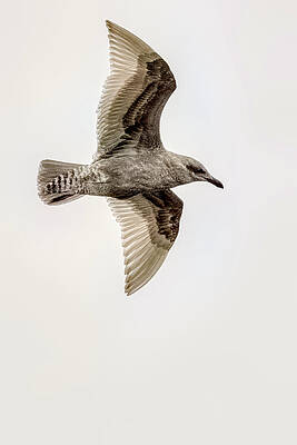 Juvenile Gull Soaring by Timothy Anable Juvenile Gull Soaring by Timothy Anable