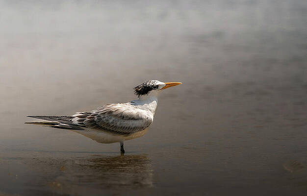 Wall Art - Photograph - Royal Tern Art Print by Denise Johnson