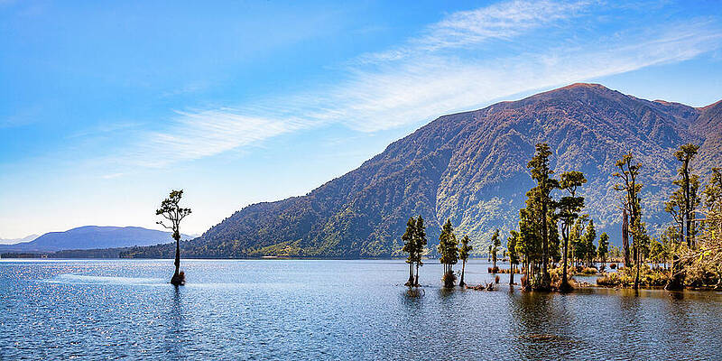 Kahikatea Trees in Lake Brunner, West Coast, New Zealand by Colin and Linda McKie Kahikatea Trees in Lake Brunner, West Coast, New Zealand by Colin and Linda McKie