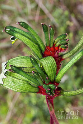 Kangaroo Paw - Anigozanthos manglesii #8 by Elaine Teague Kangaroo Paw - Anigozanthos manglesii #8 by Elaine Teague