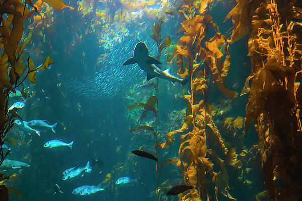 Kelp Forest with Shark by Bonnie Follett Kelp Forest with Shark by Bonnie Follett