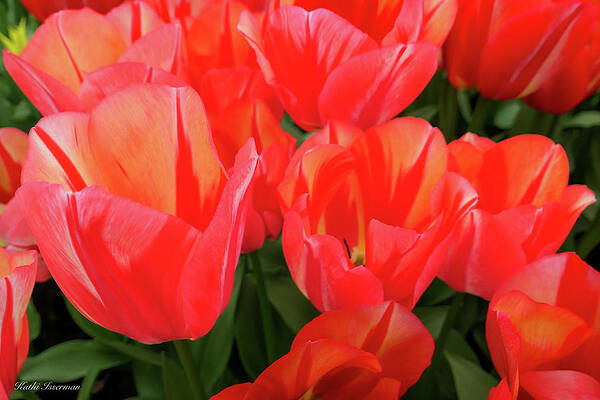 Wall Art - Photograph - Keukenhof Tulips by Kathi Isserman