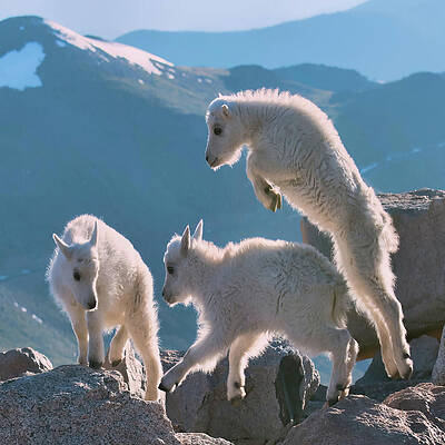 Kids - Mountain Goats by OLena Art - Lena Owens Kids - Mountain Goats by OLena Art - Lena Owens