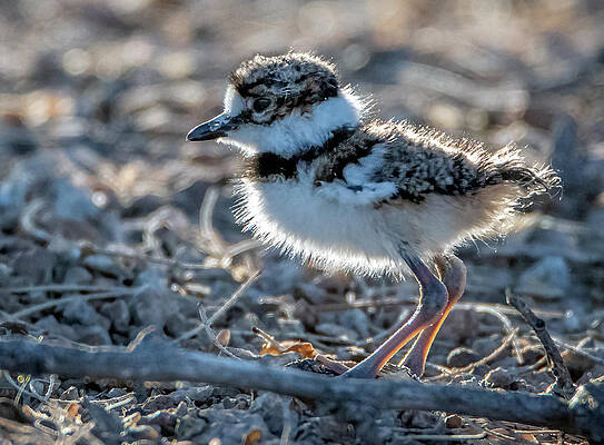 Killdeer 8844-050421-2 by Tam Ryan Killdeer 8844-050421-2 by Tam Ryan