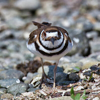 Killdeer Stare Down by Sue Harper Killdeer Stare Down by Sue Harper