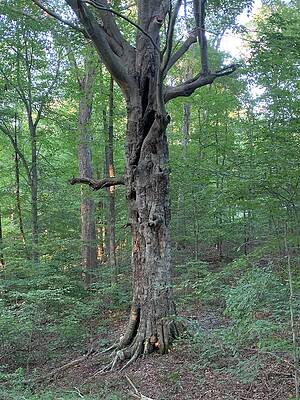  Photograph - King Tree by Suzy Lang