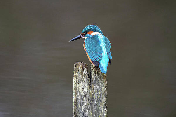Kingfisher on a Post by Mark Hunter Kingfisher on a Post by Mark Hunter