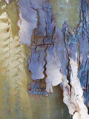 Kinky Bark by Lynda Lehmann Kinky Bark by Lynda Lehmann